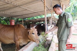 'Son La carries out vaccination to protect livestock