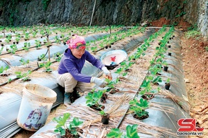 'Tà Hộc hlôngr nôngz kôngz chos, nôngz tsiax tu zus