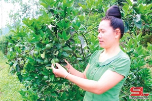 ' Mường Sại muôx yax 300 ha ntông nox txir