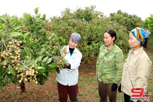 'Mai Son applies high technology in production