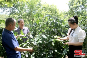 '29 new cooperatives established in Son La province