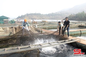 'Aquaculture output reaches nearly 611 tonnes