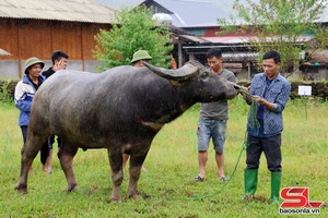 'Attractive "Buffalo Prince" contest in Ngoc Chien