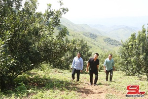 'Son La promotes development of collective economy, cooperatives