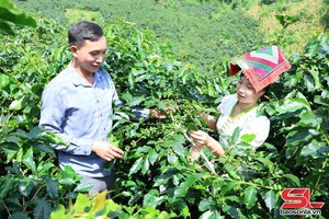 'Chieng Mai cultivates over 3,600 hectares of coffee
