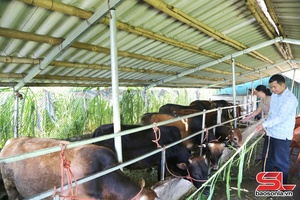 'Kim Bon grows elephant grass for livestock feed