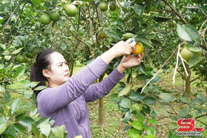 Mường Cơi moz siaz tu txir lưk pax, txir thênhx caz