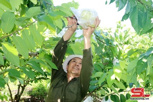 'Mai Son harvests over 3,000 tonnes of custard apples