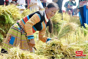 Rice harvesting contest on terraced fields attracts crowds