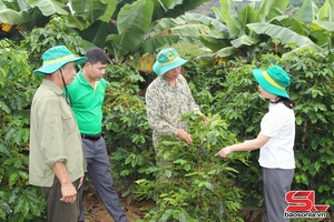'Son La promotes climate-resilient coffee cultivation 