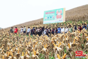 '“Sustainable Maize Cultivation on Sloping Land” model reviewed