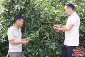  Pếnh khày luông hanh vịa dệt dượn tập thể, hợp tác xã