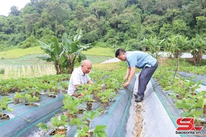 'Yen Son commune cultivates over 700 hectares of fruit trees