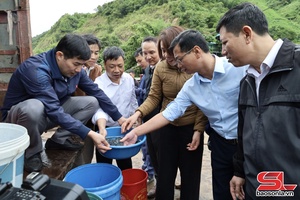 More than 81,000 fingerlings released into Da River reservoir