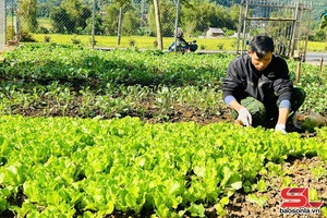 Thuận Châu bax chos chiv kôngz ntux no