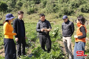 Project monitors effectiveness of developing Son La’s commercial medicinal herb zones