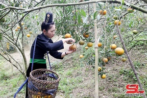 'Na Mon hamlet harvests over 210 tonnes of orange
