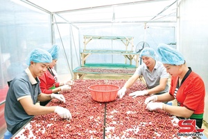 'Chieng Mai harvests more than 78,000 tonnes of coffee