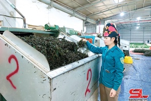 Fresh tea bud output reached 55,970 tonnes