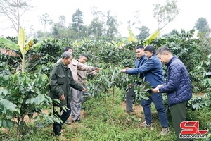 'Nam Lau has more than 1,770 hectares of coffee