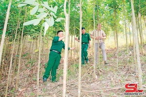 'Forest coverage rate in Muong Chien reaches 58.75%