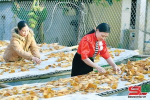 'Production-consumption linkage chain developed for Tan Xuan bamboo shoots