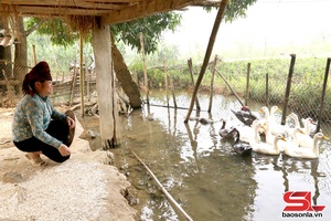 'Muong Lan develops poultry farming