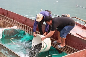 'Muong Khieng releases 45,000 fingerlings to restore aquatic resources