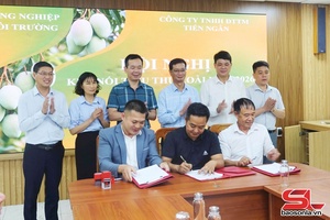 Son La promotes connections for mango sale in 2026