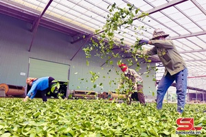 'Pếnh khày chư xiềng chương hay xuần địa phương té chương khòng OCOP