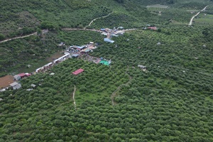 ' Moc Chau Plateau – An ideal destination for upcoming holiday