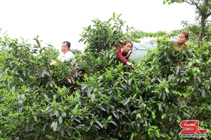 Pếnh khày luông hanh phổng sùng xã Suối Tọ