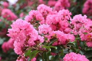 'Crape myrtle in full bloom on Son La streets