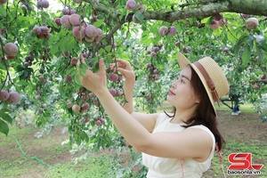 'Moc Chau Plateau enters plum harvest season