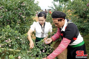 Phọn nương ngon thì pít mák mặn nẳng Mự hội mák mặn Phiêng Khoài tưa cốc khọe