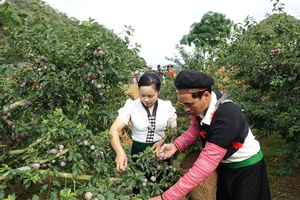 'Plum-picking contest attracts crowds at first Phieng Khoai Plum Festival