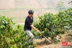 Xỏn hôm khỏi đù nho sùng lang đì năng suất cà phê
