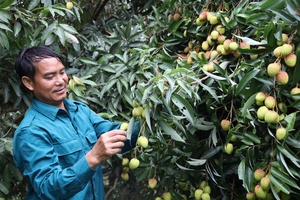 'Muong Bu during lychee harvest season