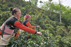 'Shan Tuyet tea: A fragrant treasure of Ta Xua’s cloudy mountains