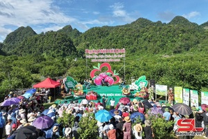 Lov jêv ntưk hnuz tưr đê txir ntơưv lax trôngz
