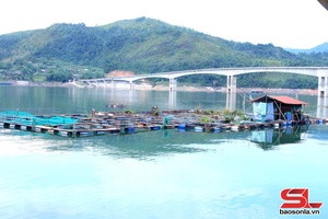 Quỳnh Nhai tu zus njêk cov muôs tâu gri