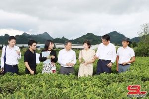 Japanese Ambassador visits tourism, agricultural sites in Son La