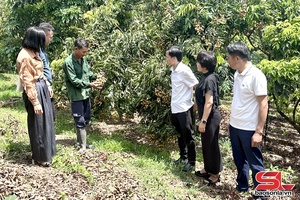 Luz chaix txir lưv tsiz siar nzor ntơưv Chiềng Khương