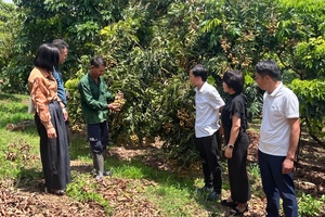 'Early-ripening longan season begins in Chieng Khuong