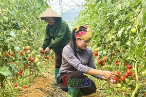 'Farmers in Van Ho shift toward modern, sustainable agriculture