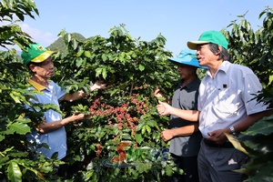 Chu xồ xảm tổng kết bón dệt sanh púk cà phê đắc ngon