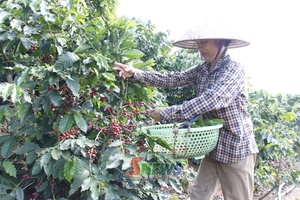 'Chieng Coi builds sustainable coffee growing region