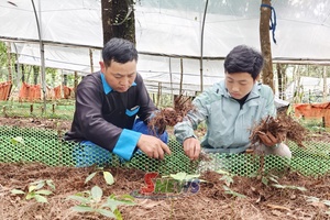 ' Ngoc Linh ginseng takes root in Xim Vang