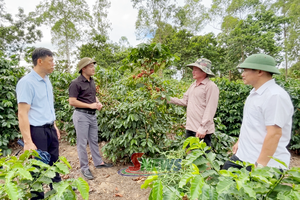 'Coffee takes root around Quynh Nhai reservoir