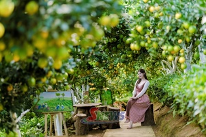 'Van Son turns orchards, tea hills into experiential tourism attractions